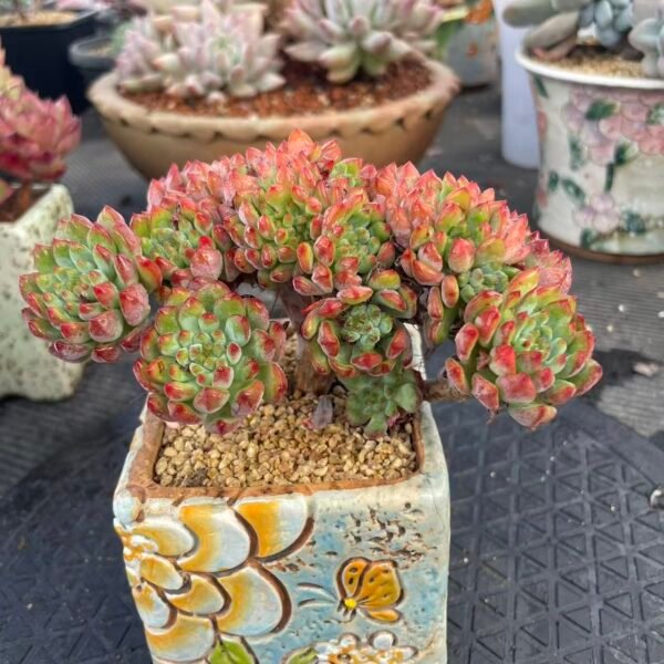 Echeveria 'Blue Apple'