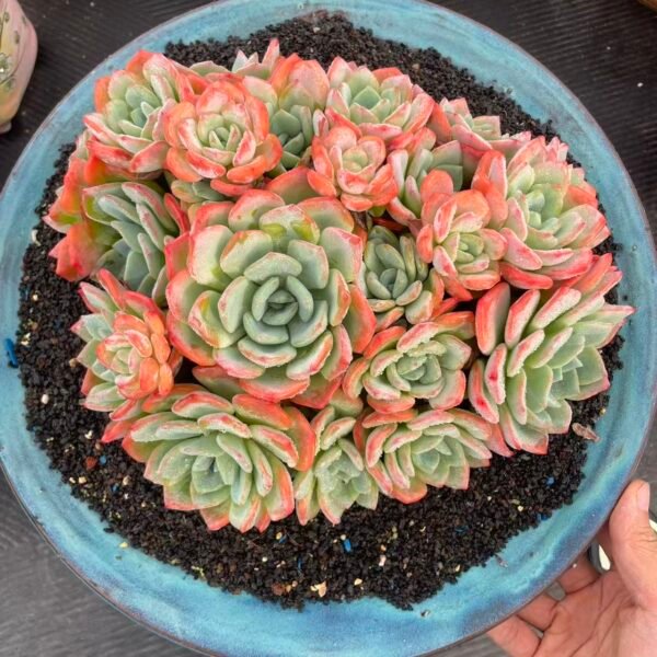058. Echeveria lemon lime variegated