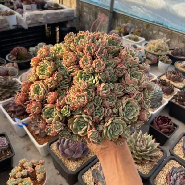 Echeveria 'Strawberry Ice'