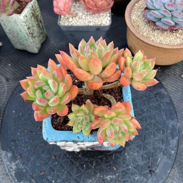 Echeveria 'Unknown'