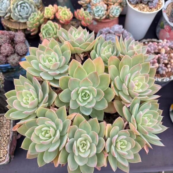 Echeveria 'Silk Veil'