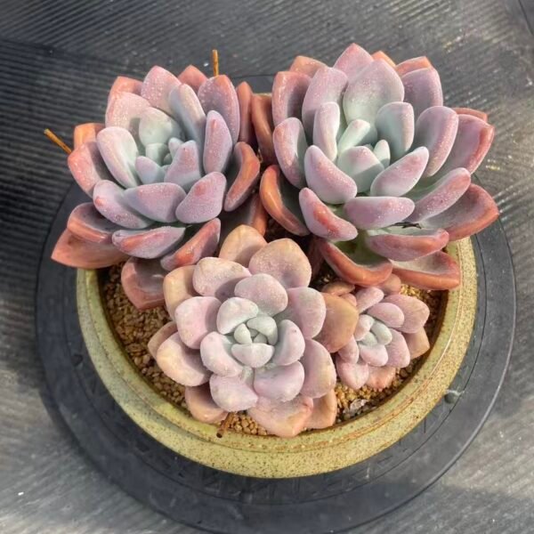 108. Graptoveria 'Opalina' Variegated