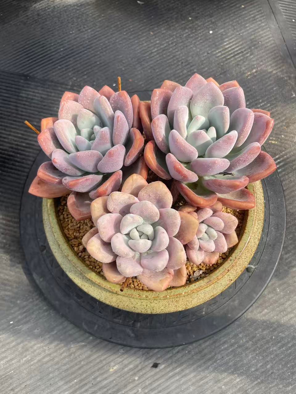 b1e9f1ba3df201a4a031851389658501