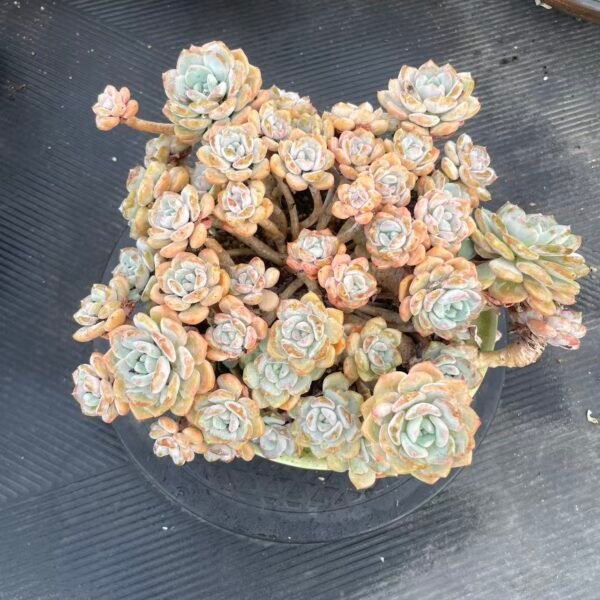 Echeveria 'Thousand Mountains Snow'