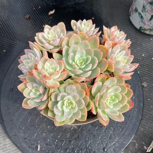 115. Echeveria 'Silk Veil'
