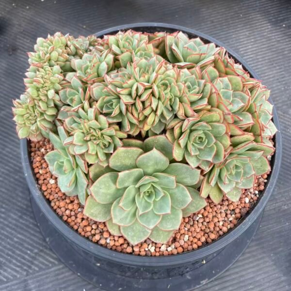 077. Echeveria strictiflora v. nova