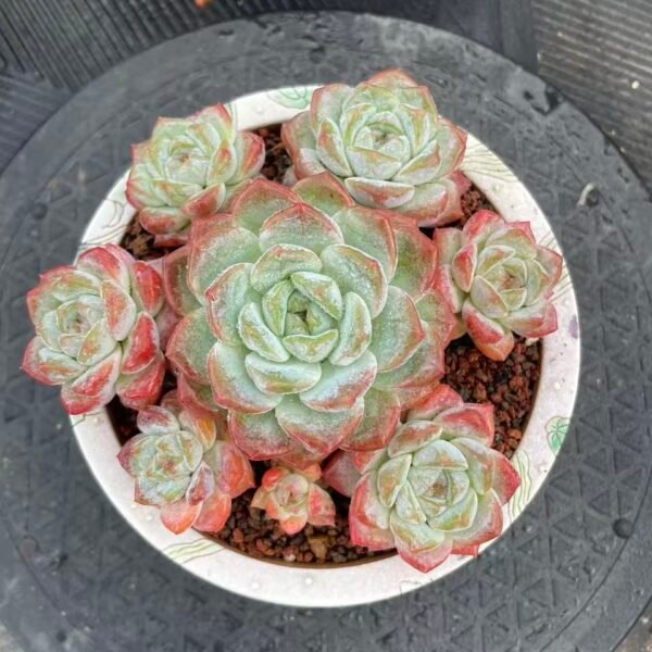 117. Echeveria 'Ice Jade'