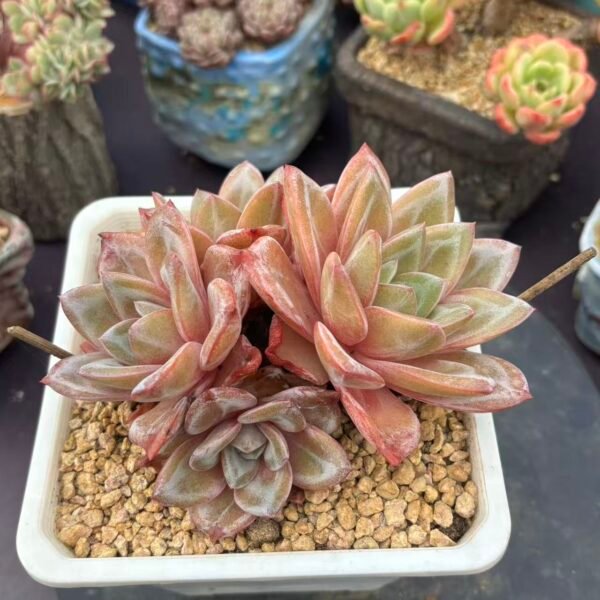 146. Echeveria ‘Aglaya’