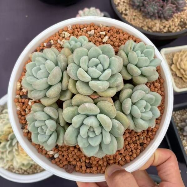 121. xPachyveria 'Bubble Candy'