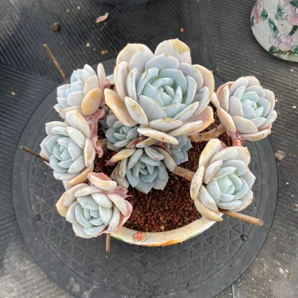 Graptoveria 'Titubans'