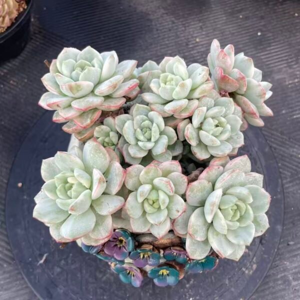 142. Sedeveria 'Pudgye