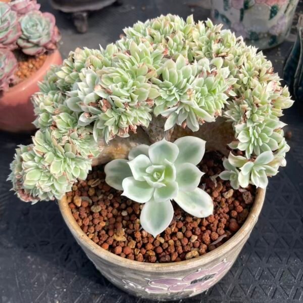 238. Echeveria lemon rose variegata