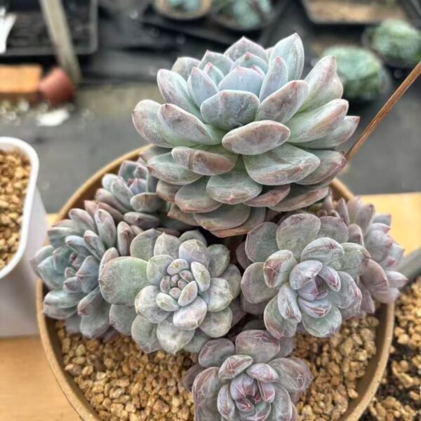 098. Echeveria Monroe