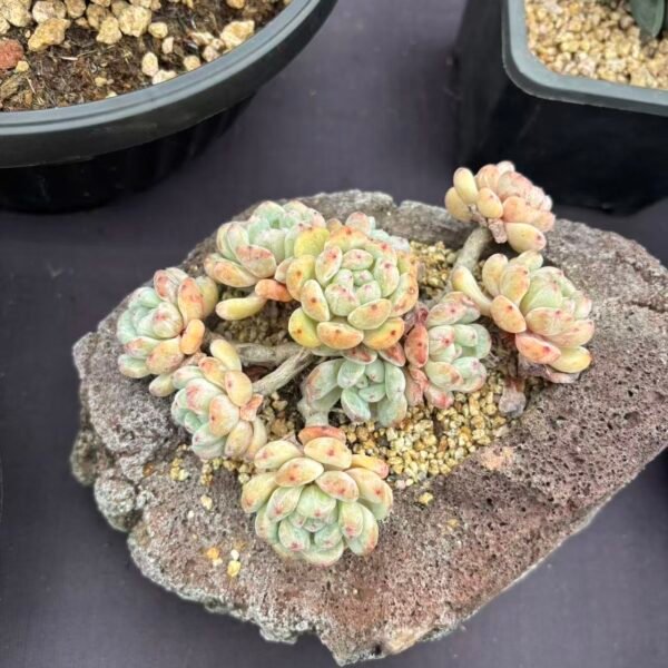 116. Echeveria 'Viyant'