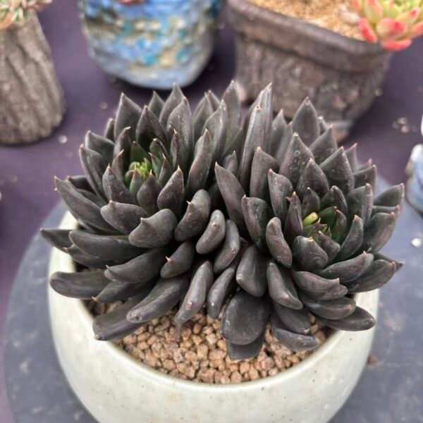 136. Echeveria affinis