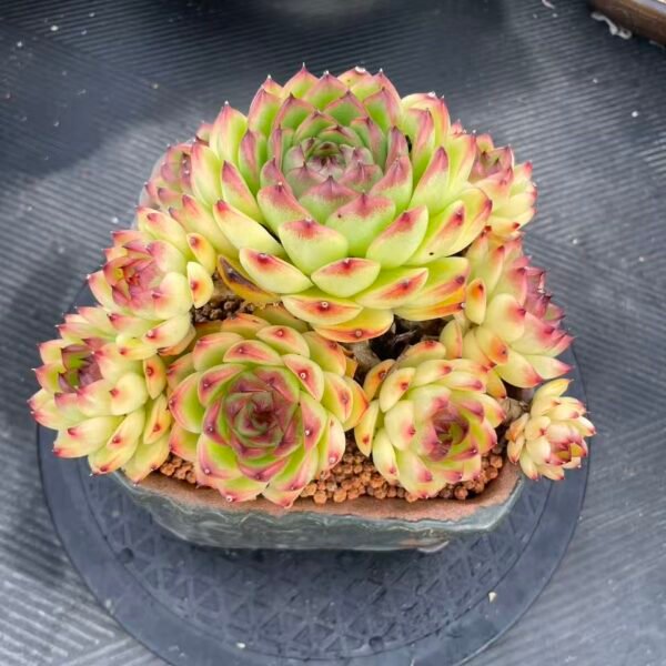 033. Echeveria 'Moon Stone'