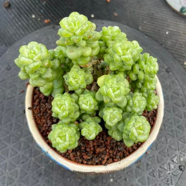 Echeveria 'Sunshine Rose'