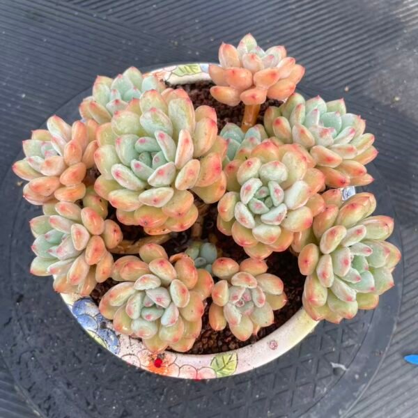 025. Echeveria 'Vinalte'