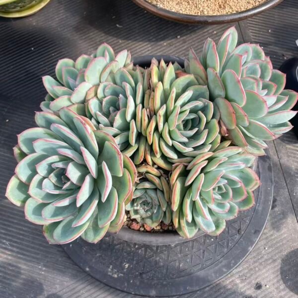 Echeveria Morning Dew