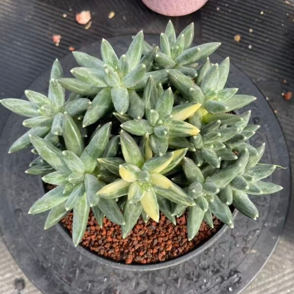 153. Phoenix Feather Beauty Brocade