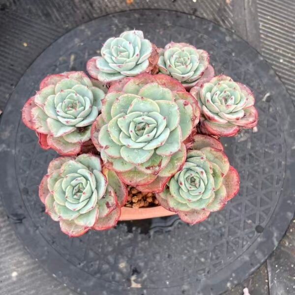 133. Echeveria 'Atlantis'