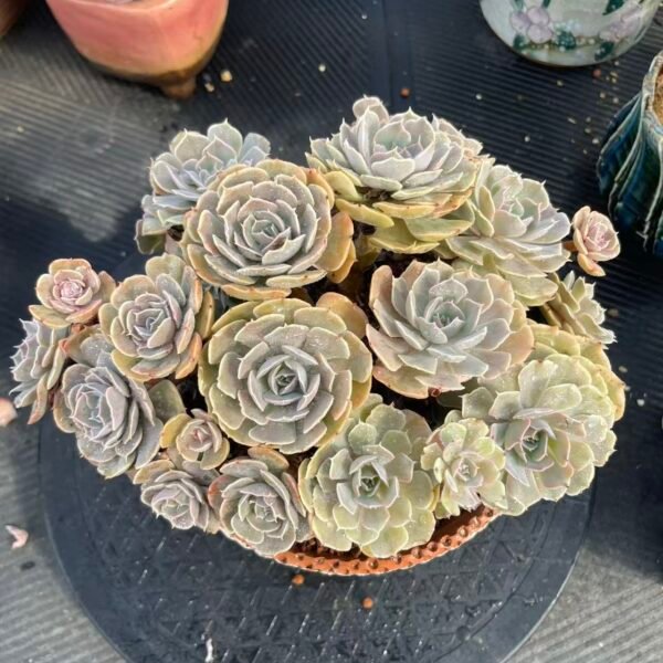 049. Swan Lake SP God's Gift