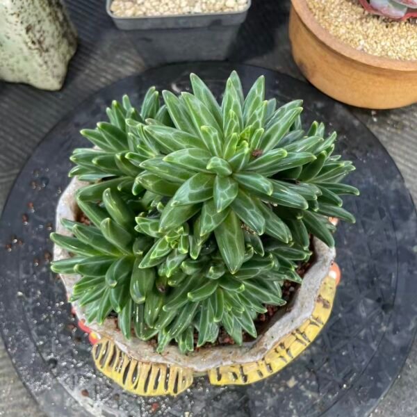 Echeveria 'Van Gogh'