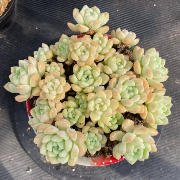 079. Echeveria 'Cream Rose'