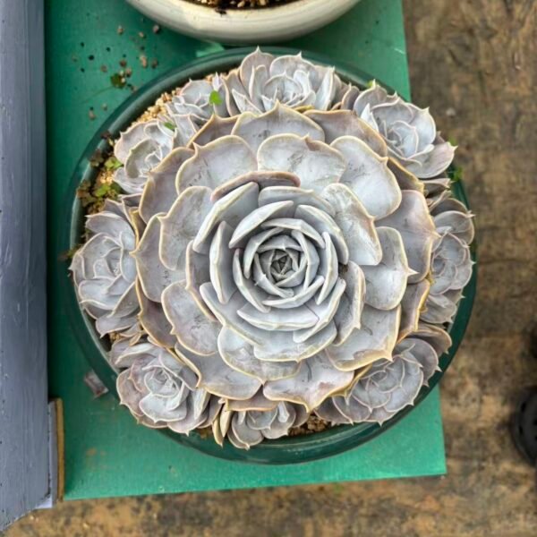 181. Echeveriarunyonii ‘San Carlos’