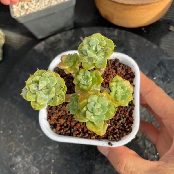 095. Echeveria 'Ragdoll'