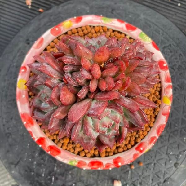 Echeveria 'Red Prince