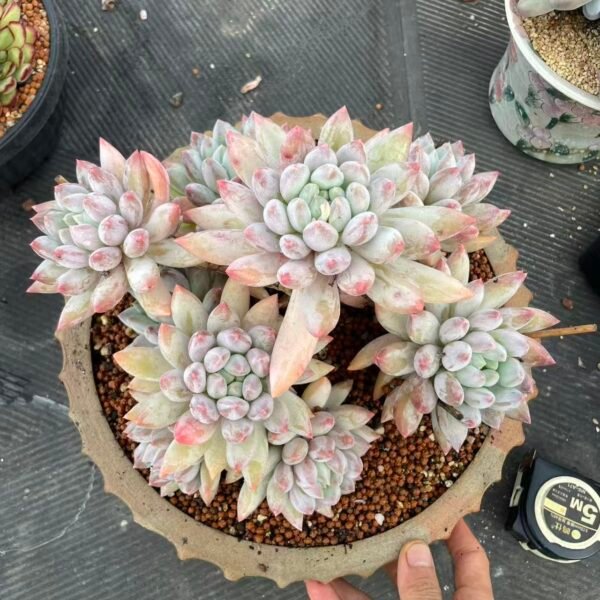 192. xPachyveria 'Angel's Finger'