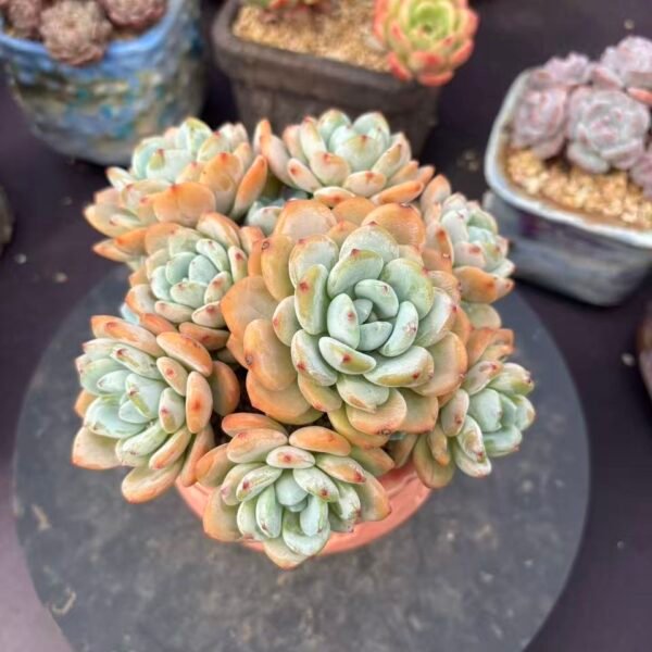 129. xSedeveria 'Maxwell'