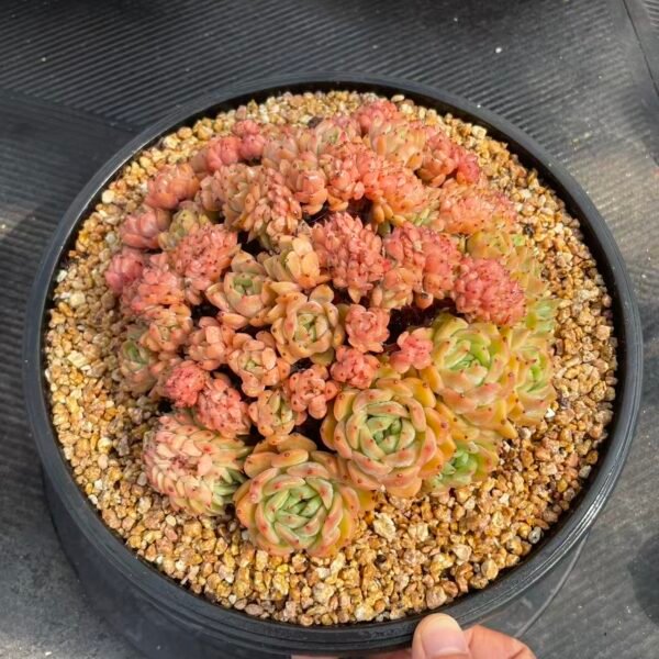 256. Echeveria 'Sara Himebotan'