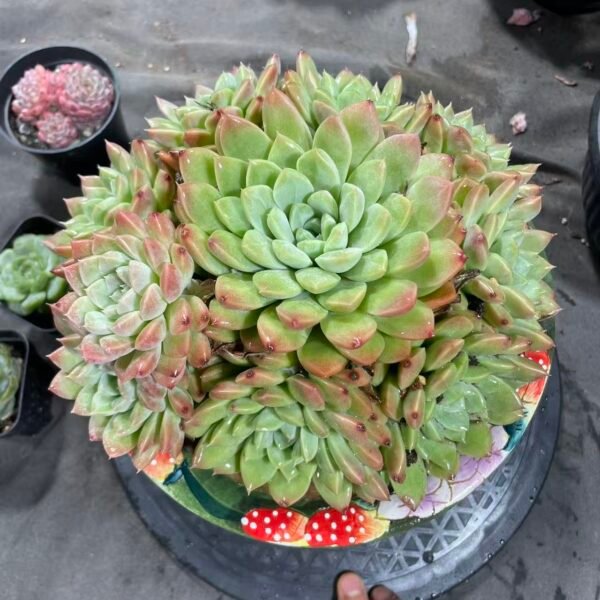 081. Echeveria 'Cream Beauty'