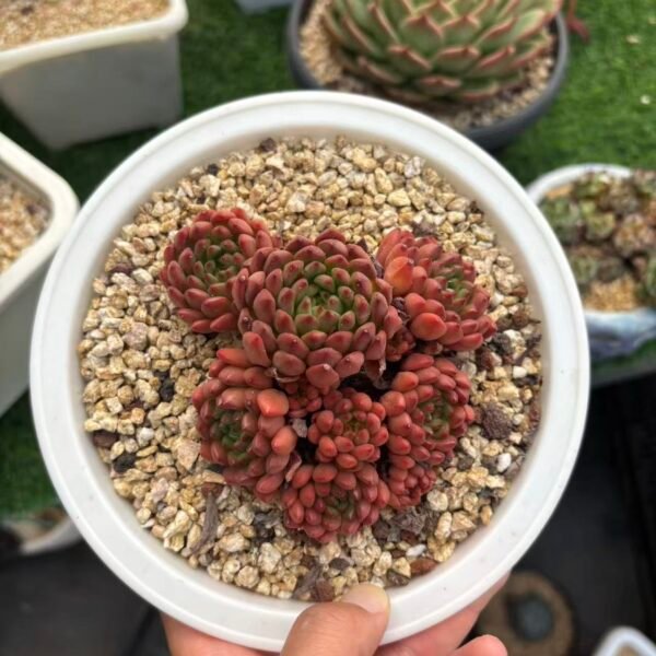 011. Sedeveria 'Pink Ruby'