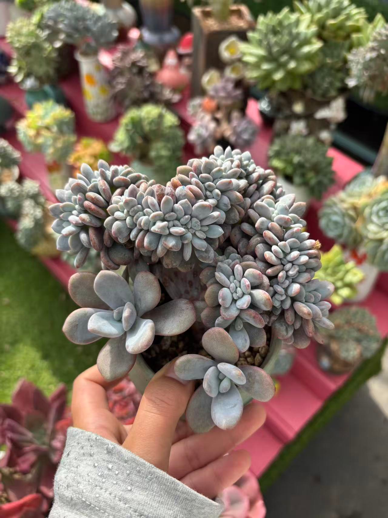 da8a5a446bf109f71fbf5e4f0e2b2a54