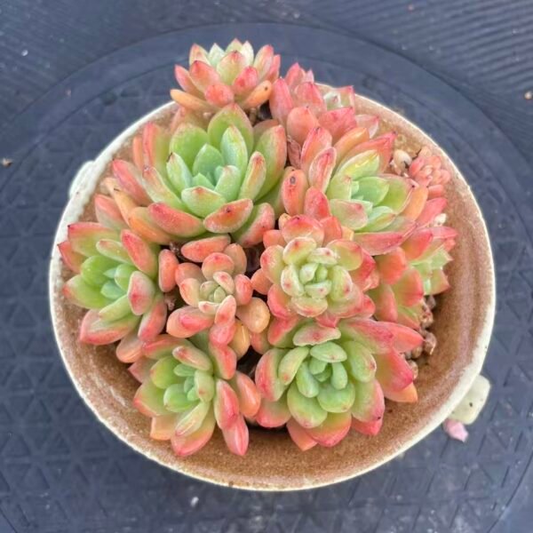 133. Echeveria 'Ice Cream'
