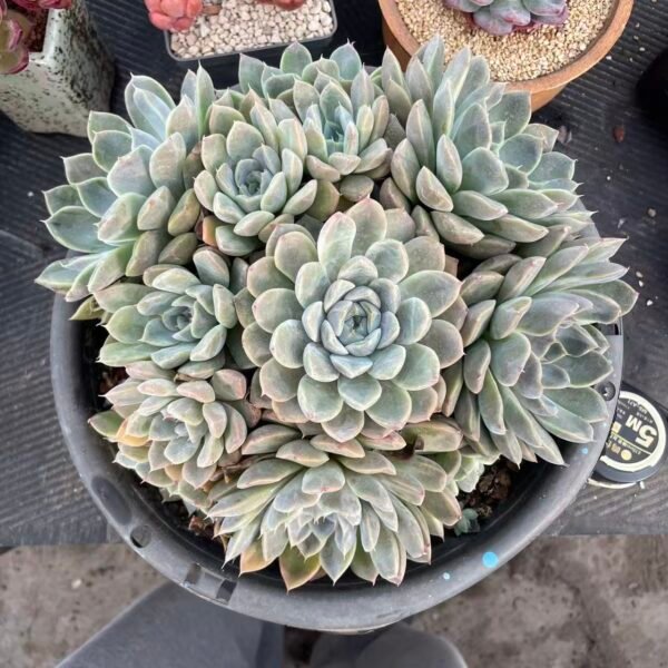 Echeveria 'Hybrid'