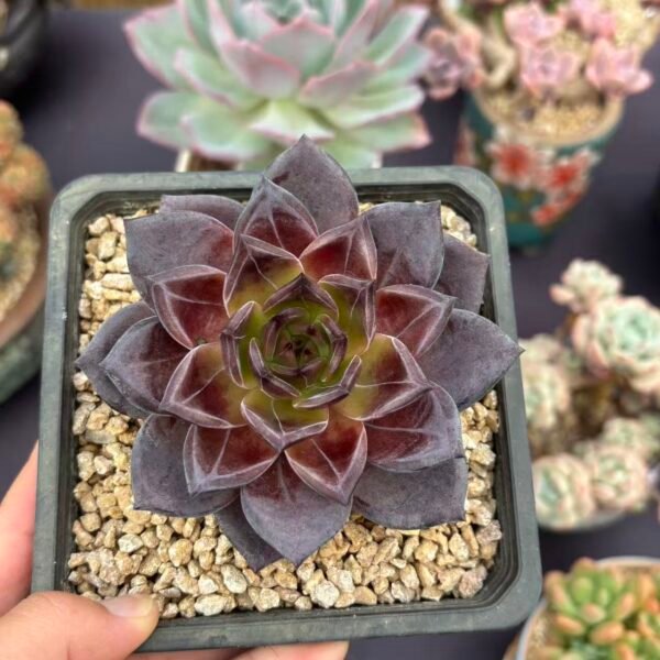 047. Echeveria 'Latour'