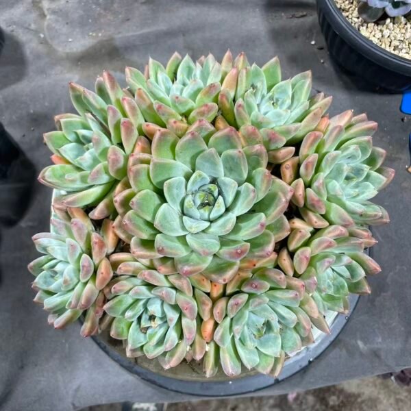 269. Echeveria 'Alba beauty'