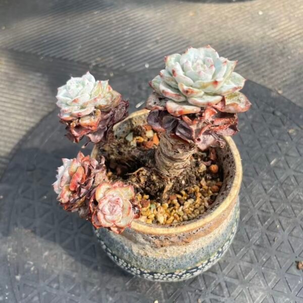 Echeveria 'Mont Blanc'