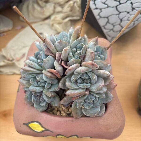 048. Echeveria Monroe