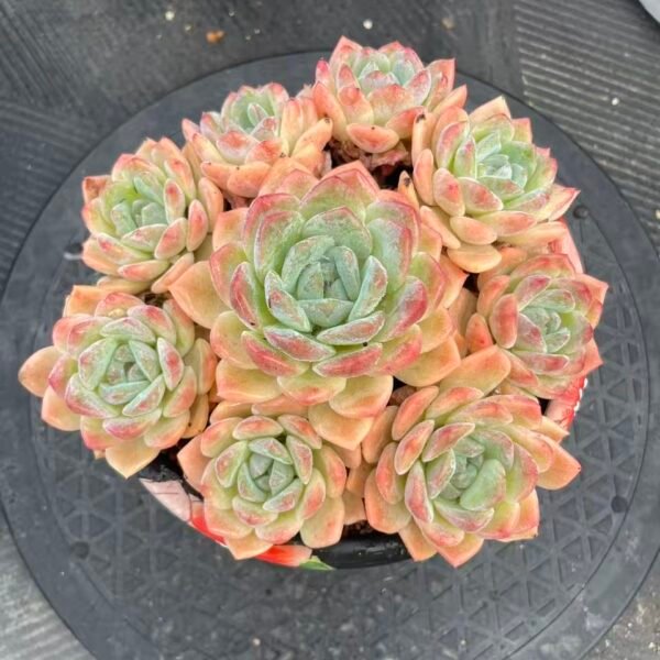 043. Echeveria 'Ice Jade Alba'