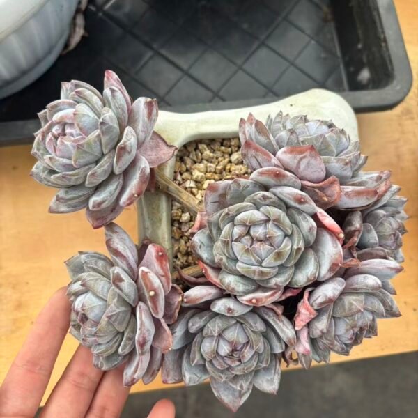 007. Echeveria Monroe