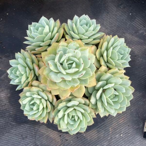 138. Echeveria 'Derlu'
