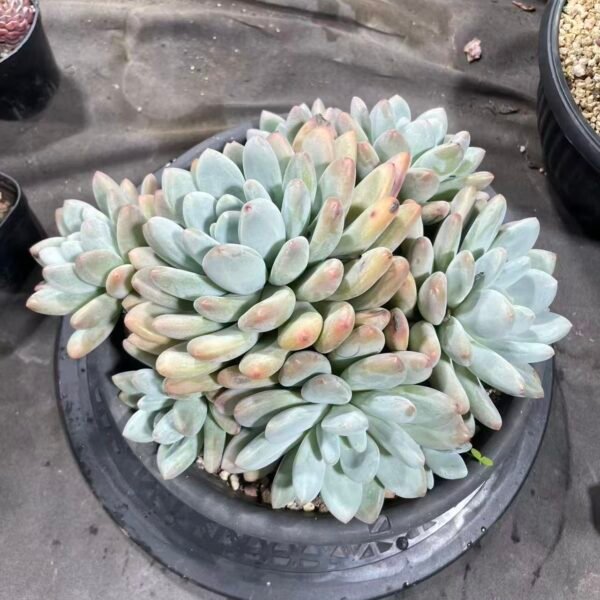 164. Pachyphytum 'Perfume'