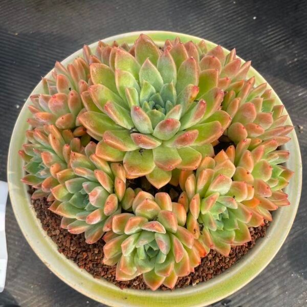 136. Echeveria 'Alba Beauty'