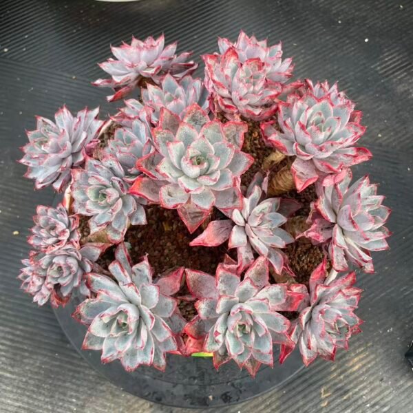 089. Echeveria 'Hera'