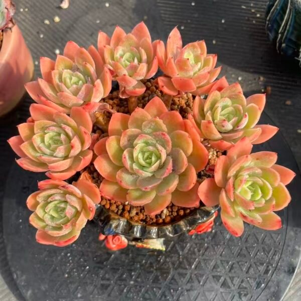 237. Echeveria 'Silk Veil'